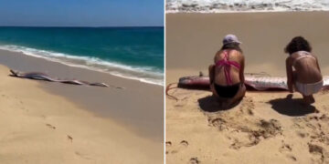 2 ‘peces del fin del mundo’ aparecen varados en una playa de México (Video)