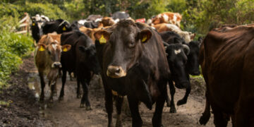 Confirman presencia del gusano barrenador en Morelos; se reportan 14 casos oficiales