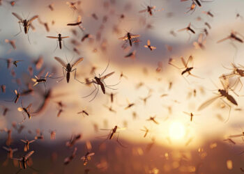 Francia liberará millones de mosquitos con este objetivo