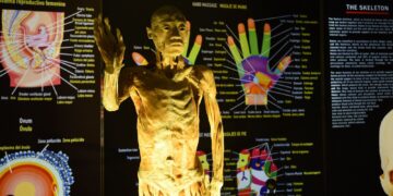 Inauguran en Metepec la exposición “Bodies: Cuerpos Humanos Reales”