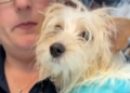 VIDEO Detienen a mujer acusada por muerte de cachorro maltés golpeado en la calle