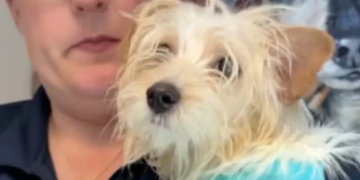 VIDEO Detienen a mujer acusada por muerte de cachorro maltés golpeado en la calle