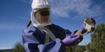 Investigadores en Chile estuvieron a punto desarrollar una vacuna contra el hantavirus pero un obstáculo lo impidió