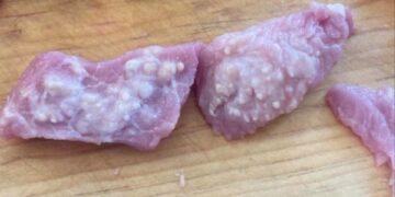 Alarma en Cintalapa por carne de cerdo en condiciones “desagradables” con cisticercosis