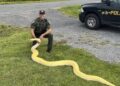 Florida lanza el Desafío Anual de Pitones: hasta 10 mil dólares por capturar más ejemplares invasores