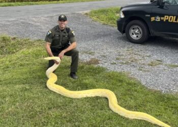 Florida lanza el Desafío Anual de Pitones: hasta 10 mil dólares por capturar más ejemplares invasores