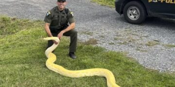Florida lanza el Desafío Anual de Pitones: hasta 10 mil dólares por capturar más ejemplares invasores