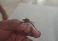 Aparecen insectos de gran tamaño en Yucatán y se confunden con “mosquitos gigantes”