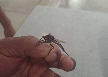Aparecen insectos de gran tamaño en Yucatán y se confunden con “mosquitos gigantes”