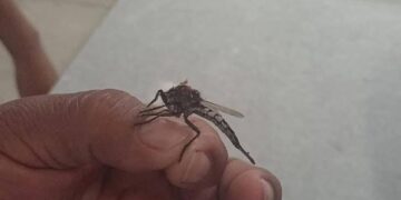 Aparecen insectos de gran tamaño en Yucatán y se confunden con “mosquitos gigantes”