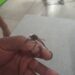 Aparecen insectos de gran tamaño en Yucatán y se confunden con “mosquitos gigantes”