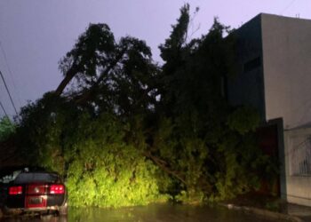 Alerta en Ciudad del Carmen: Cable de alta tensión reventado, árbol caído y deslave en carretera por lluvias