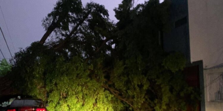 Alerta en Ciudad del Carmen: Cable de alta tensión reventado, árbol caído y deslave en carretera por lluvias