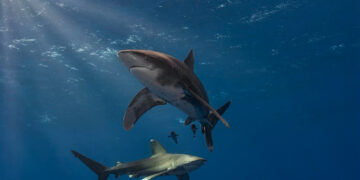 La mayor playa de Nueva York enfrenta cierres por la aparición masiva de tiburones
