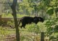 Nuevo avistamiento de felino de gran tamaño genera alarma en Bochil, Chiapas
