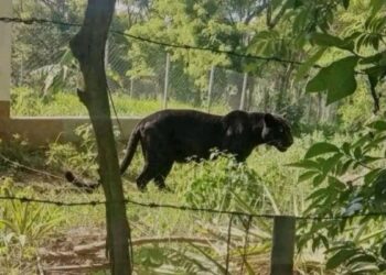 Nuevo avistamiento de felino de gran tamaño genera alarma en Bochil, Chiapas