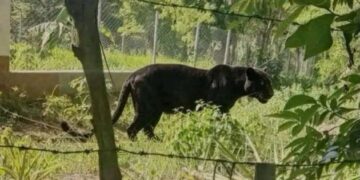 Nuevo avistamiento de felino de gran tamaño genera alarma en Bochil, Chiapas