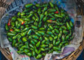 México responde a alegaciones de EE.UU. sobre sus chiles jalapeños