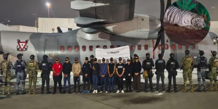 Megaoperativo federal en tres estados desarticula célula del CJNG: 20 detenidos y aseguramiento de felinos exóticos