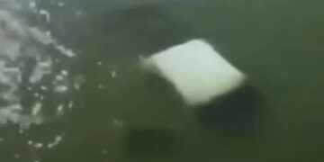 Tragedia en Tamaulipas: Cuatro marinos mueren tras caer su vehículo a río de Soto la Marina