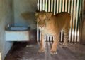 Aseguran 135 animales exóticos y 68 mil litros de diésel en megaoperativo contra el “huachicol” en Tamaulipas