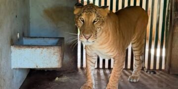 Aseguran 135 animales exóticos y 68 mil litros de diésel en megaoperativo contra el “huachicol” en Tamaulipas
