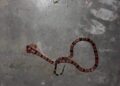 Niña de 5 años necesita con urgencia antídoto tras ser mordida por serpiente coralillo en Chiapas