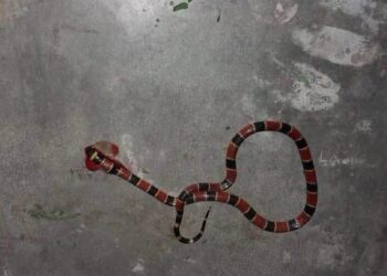 Niña de 5 años necesita con urgencia antídoto tras ser mordida por serpiente coralillo en Chiapas