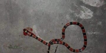 Niña de 5 años necesita con urgencia antídoto tras ser mordida por serpiente coralillo en Chiapas