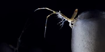 La pesquería de kril antártico se cierra anticipadamente por segundo año consecutivo, intensificando los llamamientos para proteger el Océano Austral