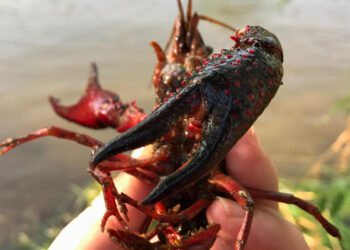 El mar ‘vomita’ langostas y calamares en Ecuador: ¿qué está pasando?