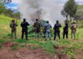Desmantelan 11 plantíos de marihuana e inhabilitan campamento clandestino en La Yesca, Nayarit