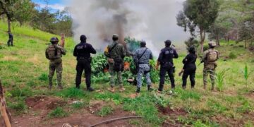 Desmantelan 11 plantíos de marihuana e inhabilitan campamento clandestino en La Yesca, Nayarit