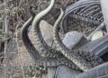 Alerta en Villa del Álamo por presunto avistamiento de tres serpientes de cascabel en Tijuana