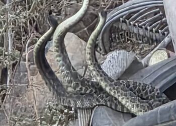 Alerta en Villa del Álamo por presunto avistamiento de tres serpientes de cascabel en basurero en Tijuana