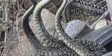 Alerta en Villa del Álamo por presunto avistamiento de tres serpientes de cascabel en basurero en Tijuana