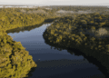 Día de la Amazonía: la acción climática en el bioma más importante de Brasil comienza en las ciudades