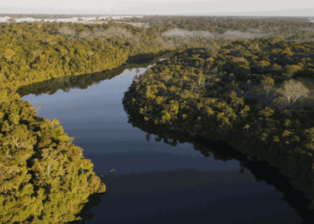 Día de la Amazonía: la acción climática en el bioma más importante de Brasil comienza en las ciudades