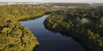 Día de la Amazonía: la acción climática en el bioma más importante de Brasil comienza en las ciudades