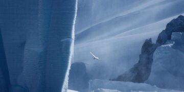 Hacen llamado a líderes superar estancamiento de última década en materia de protección del océano Austral