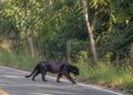 ¡Asombro en la carretera! Reportan posible avistamiento de un jaguar negro en Veracruz