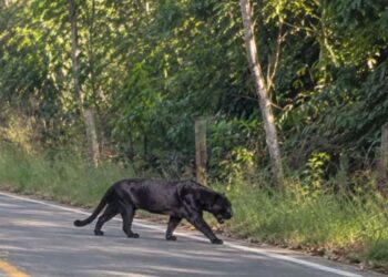 ¡Asombro en la carretera! Reportan posible avistamiento de un jaguar negro en Veracruz