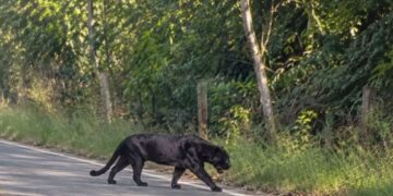 ¡Asombro en la carretera! Reportan posible avistamiento de un jaguar negro en Veracruz