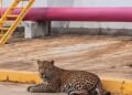 Avistan a un jaguar desplazándose en plena zona industrial de Coatzacoalcos, Veracruz