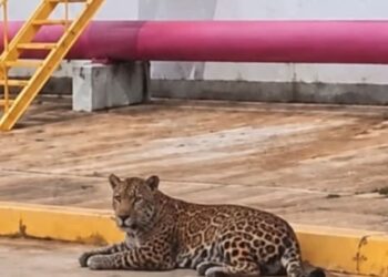 Avistan a un jaguar desplazándose en plena zona industrial de Coatzacoalcos, Veracruz