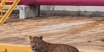 Avistan a un jaguar desplazándose en plena zona industrial de Coatzacoalcos, Veracruz