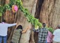 Conmemoran al hermoso árbol del Tule en Oaxaca