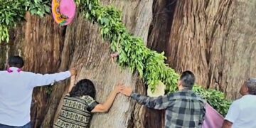 Conmemoran al hermoso árbol del Tule en Oaxaca